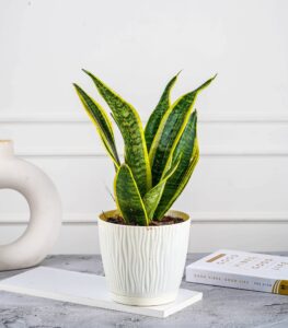 snake plant