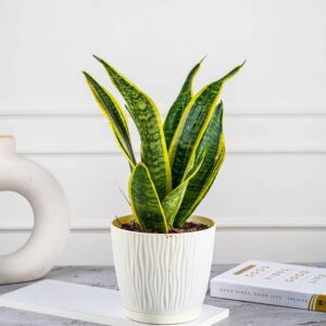 snake plant