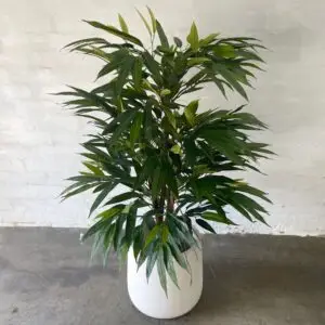 Shop plants online in India