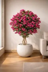 Shop plants online in India