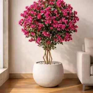 Shop plants online in India