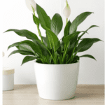peace lily indoor flowering plant Buy Plants Online in India