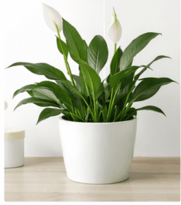 peace lily indoor flowering plant Buy Plants Online in India