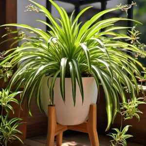 Shop plants online in India