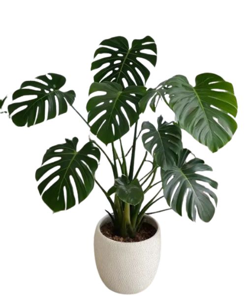 indoor plants for home decoration Buy Plants Online in India