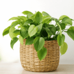 pothos money plant indoor Buy Plants Online in India