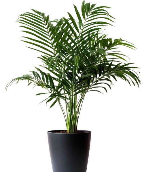 outdoor garden plants