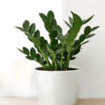 zz plant low maintenance indoor plant Buy Plants Online in India