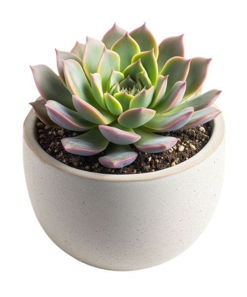 succulent plants in pots Buy Plants Online in India