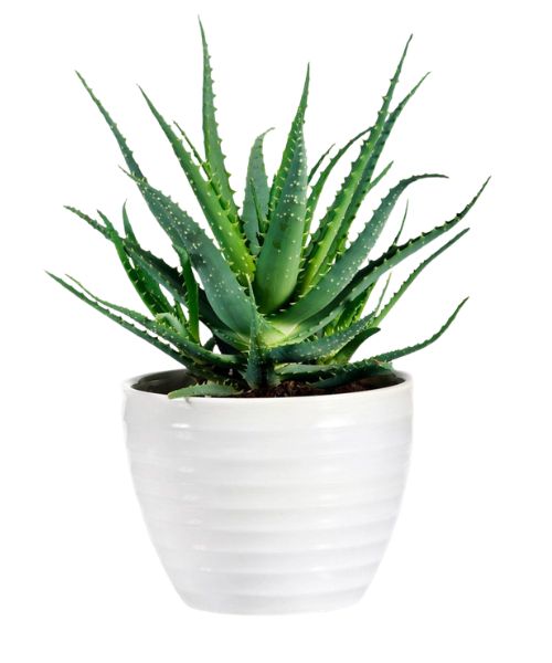 air purifying indoor plants Buy Plants Online in India
