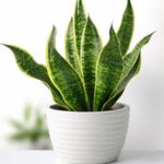 Snake plant for home air purification Buy Plants Online in India