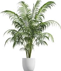 areca plam plant in ceramic pot